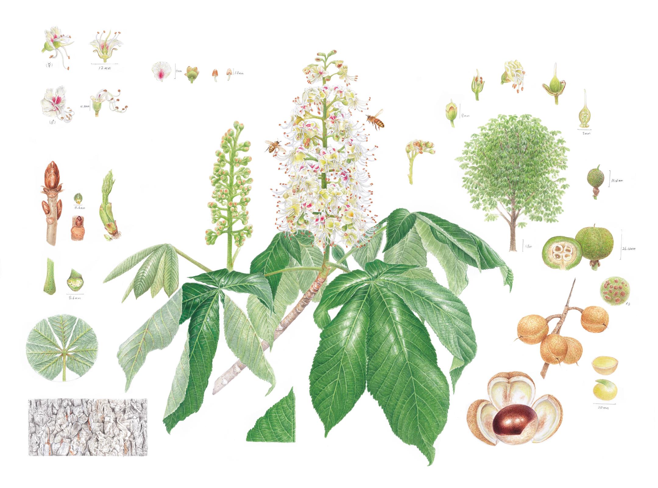 Horse chestnut 